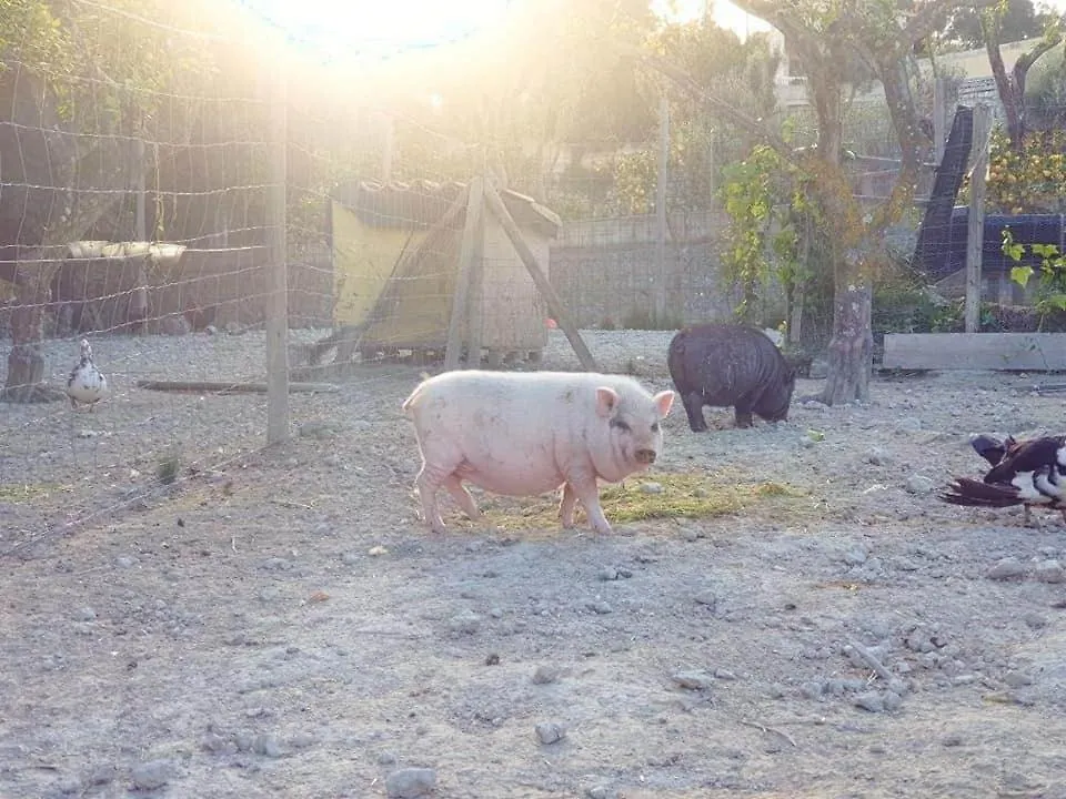 Finca S'Almudaina Farm Finca Villa 12P Etv1135 Ballerics