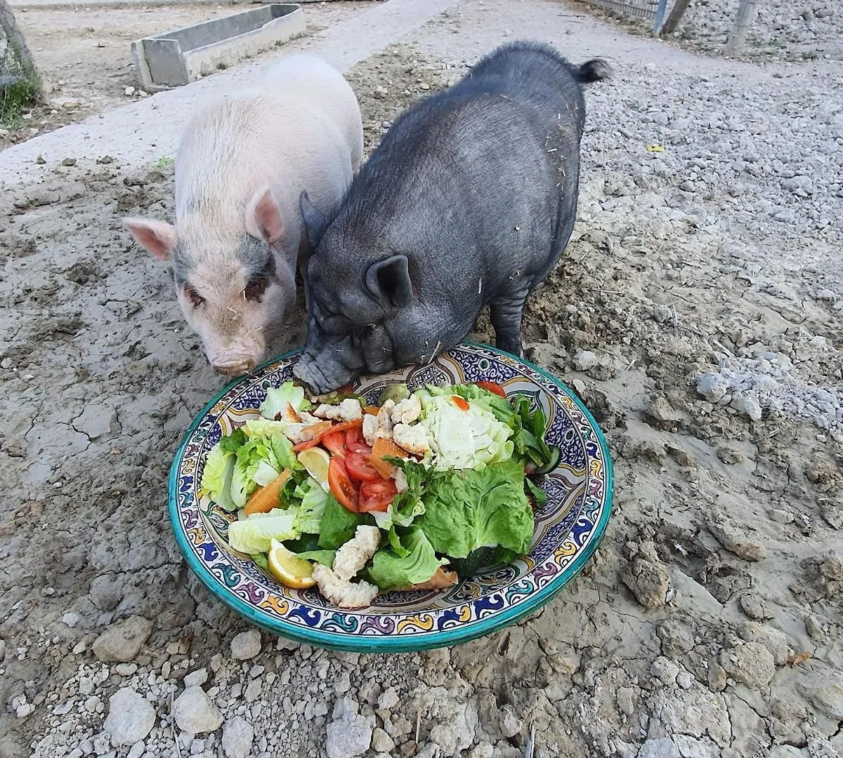 Finca S'Almudaina Farm Finca Villa 12P Etv1135 Ballerics
